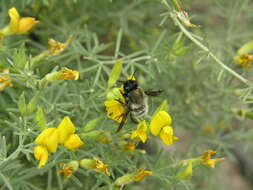 Image of Lotus mascaensis Burchard