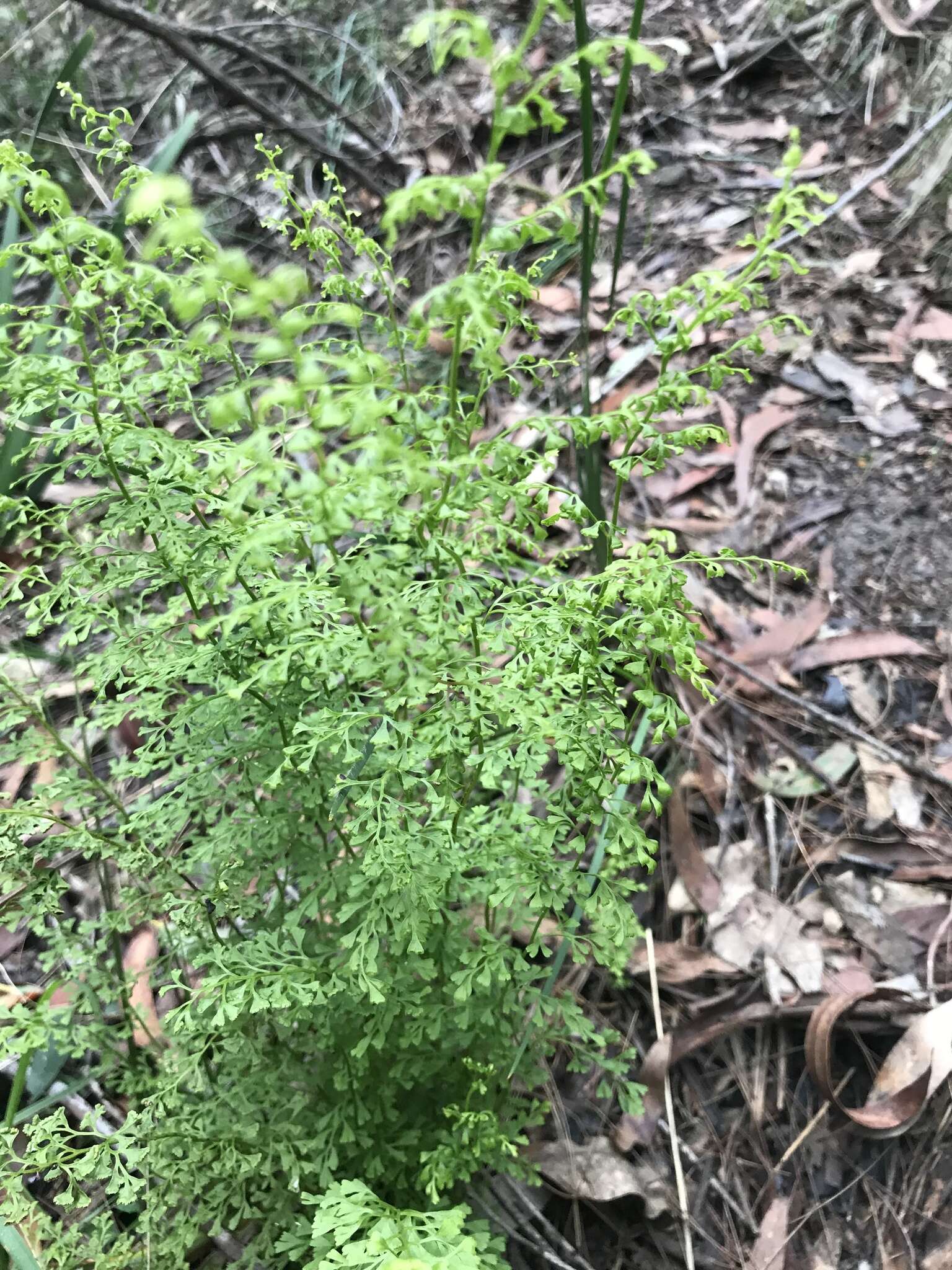 Image of Lindsaea microphylla Sw.