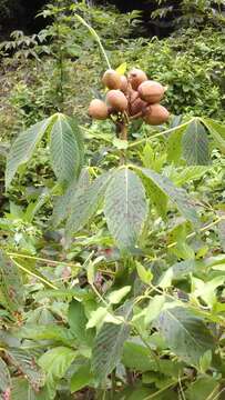 Image of painted buckeye