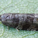 Слика од Rhopobota myrtillana Westwood 1857