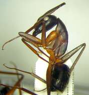 صورة Camponotus sanctus Forel 1904