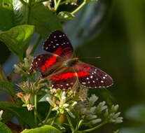 Image of Anartia amathea Linnaeus 1758