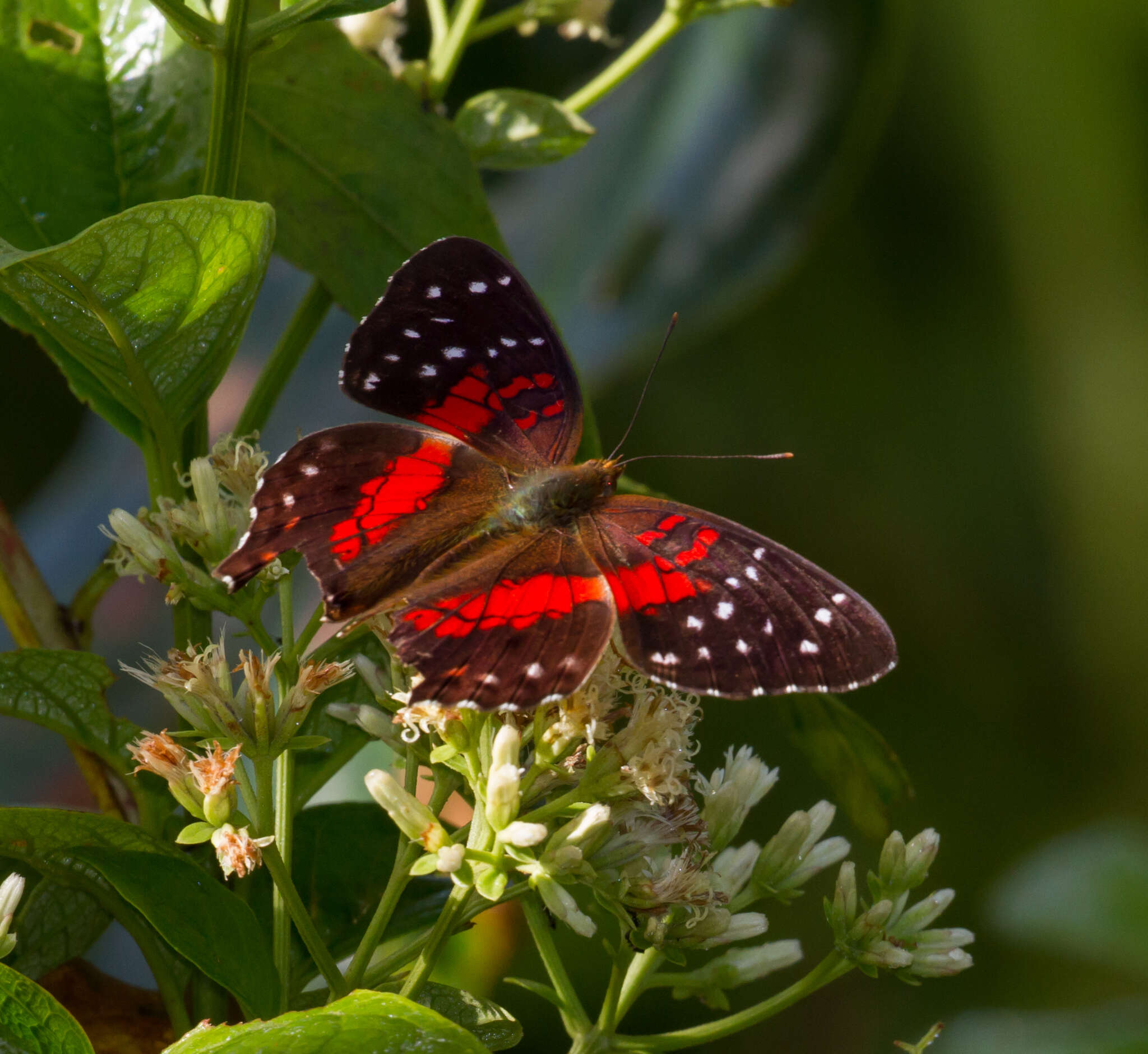 Plancia ëd Anartia amathea Linnaeus 1758