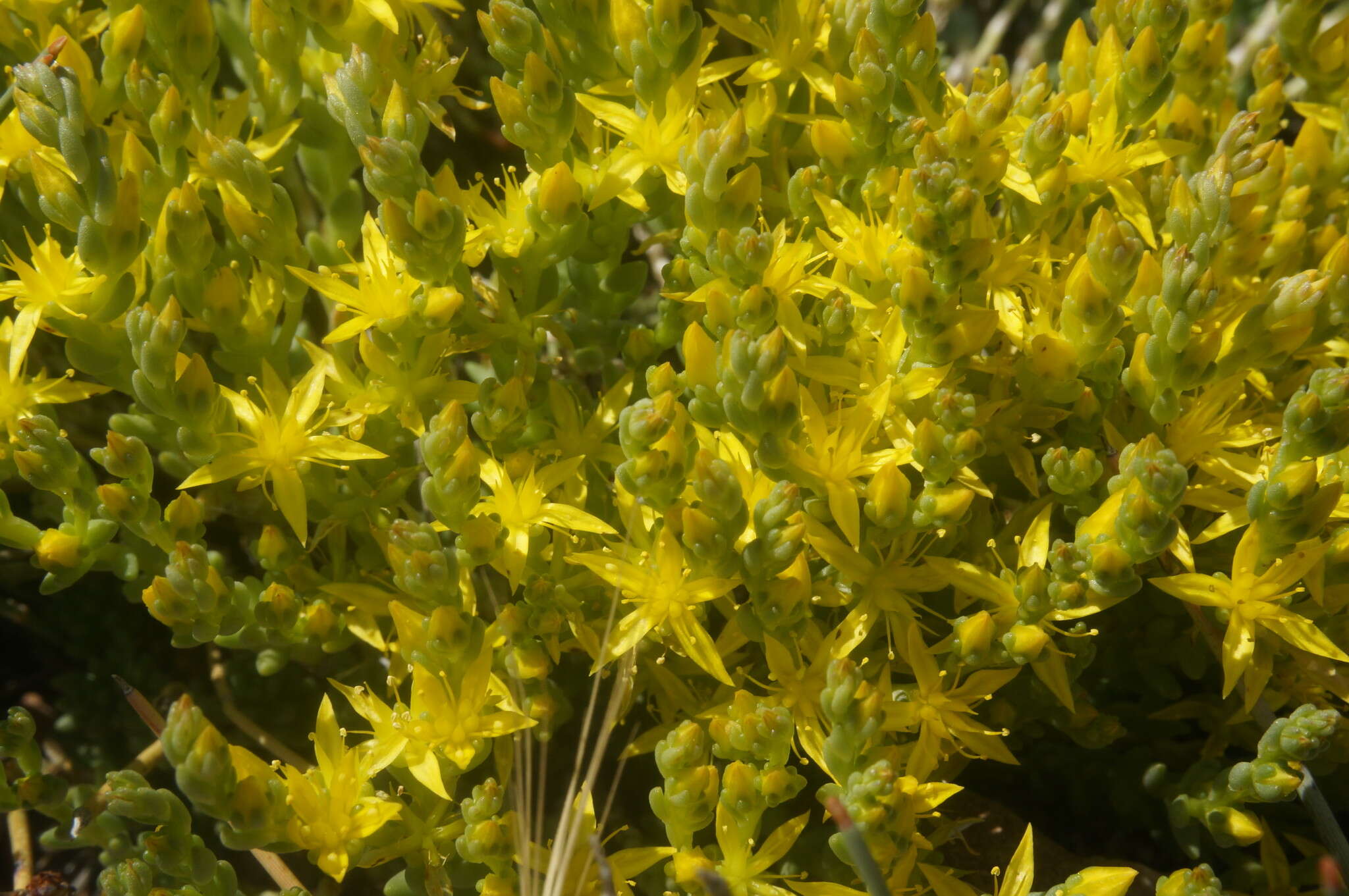 Image of Sedum urvillei DC.