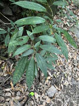 Image of Pilea somae Hayata