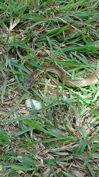 Image of Chinese Ratsnake