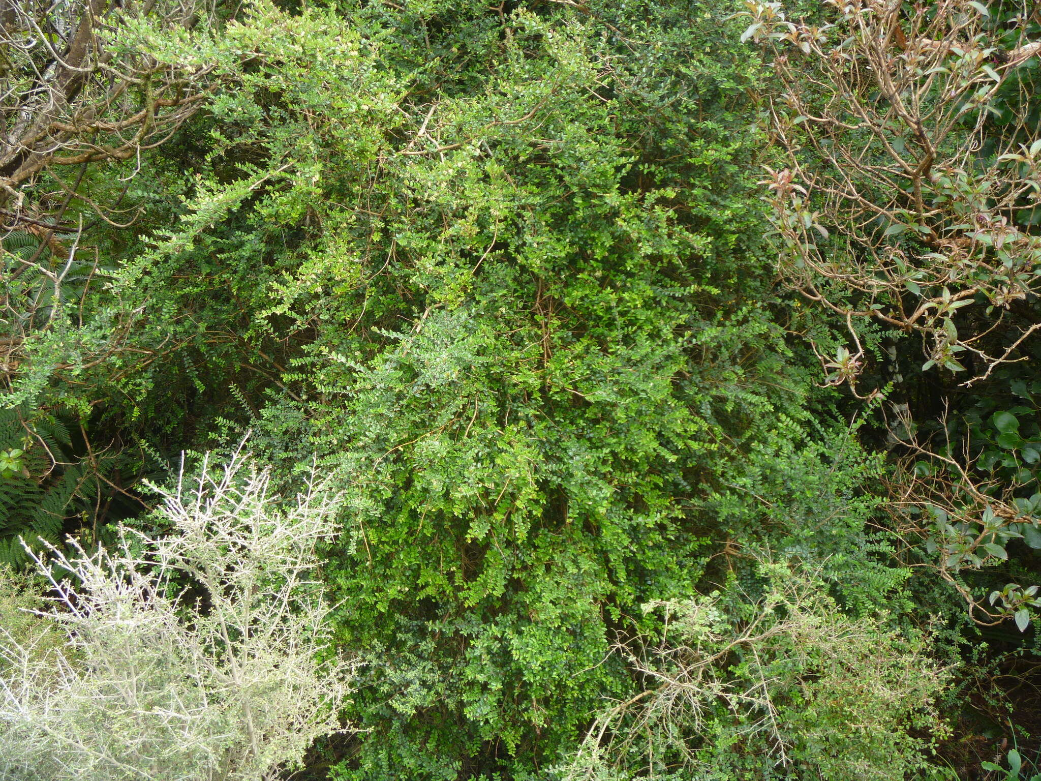 Sivun Lonicera pileata var. yunnanensis (Franch.) Bernd Schulz kuva