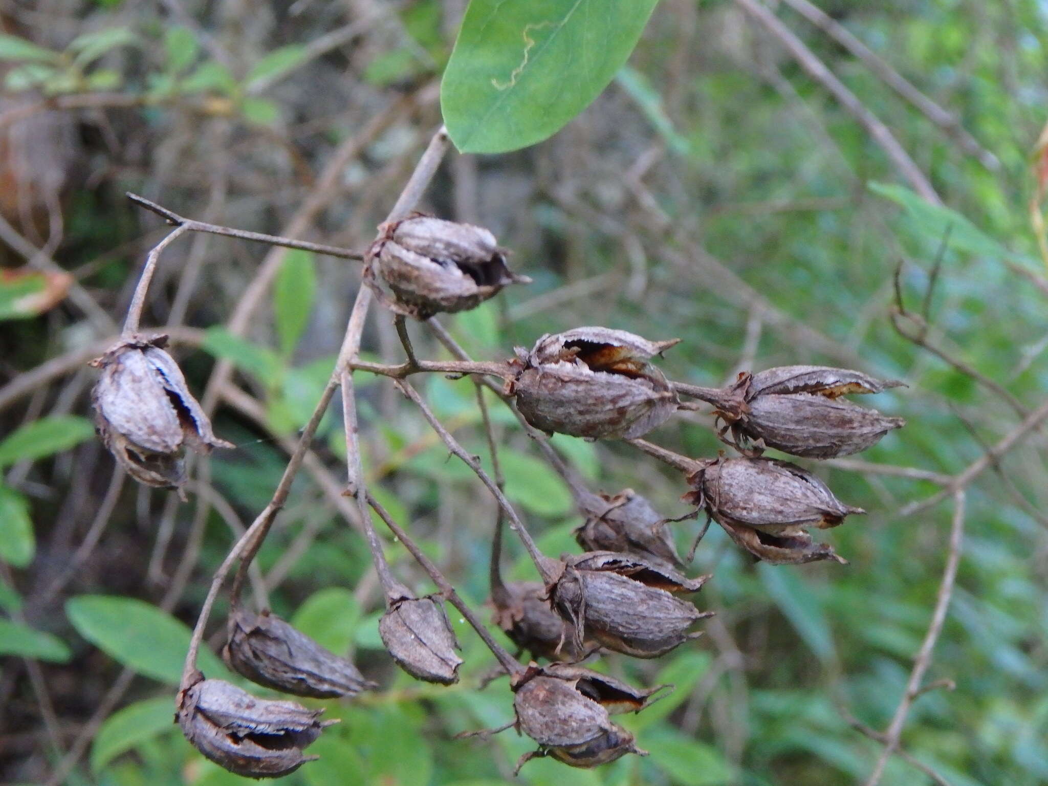 Imagem de Hypericum canariense L.