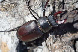 Image de Lucanus cervus cervus