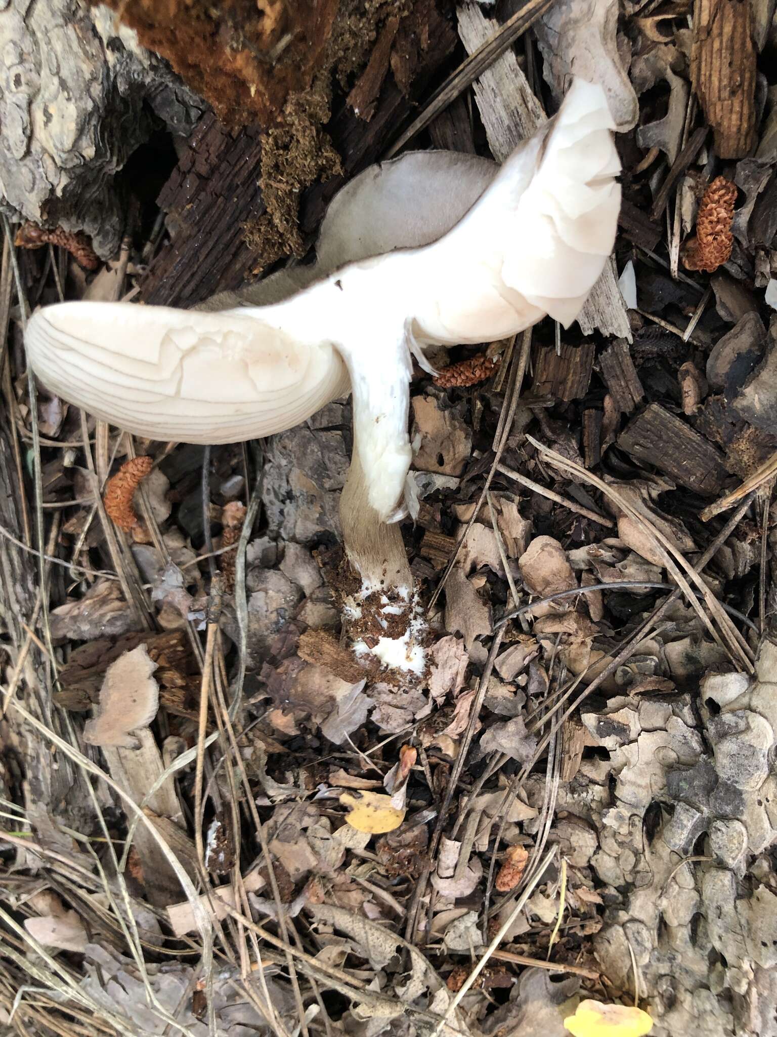 Pluteus atromarginatus (Konrad) Kühner 1935 resmi