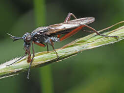 Image of Sepedon sphegea (Fabricius 1775)