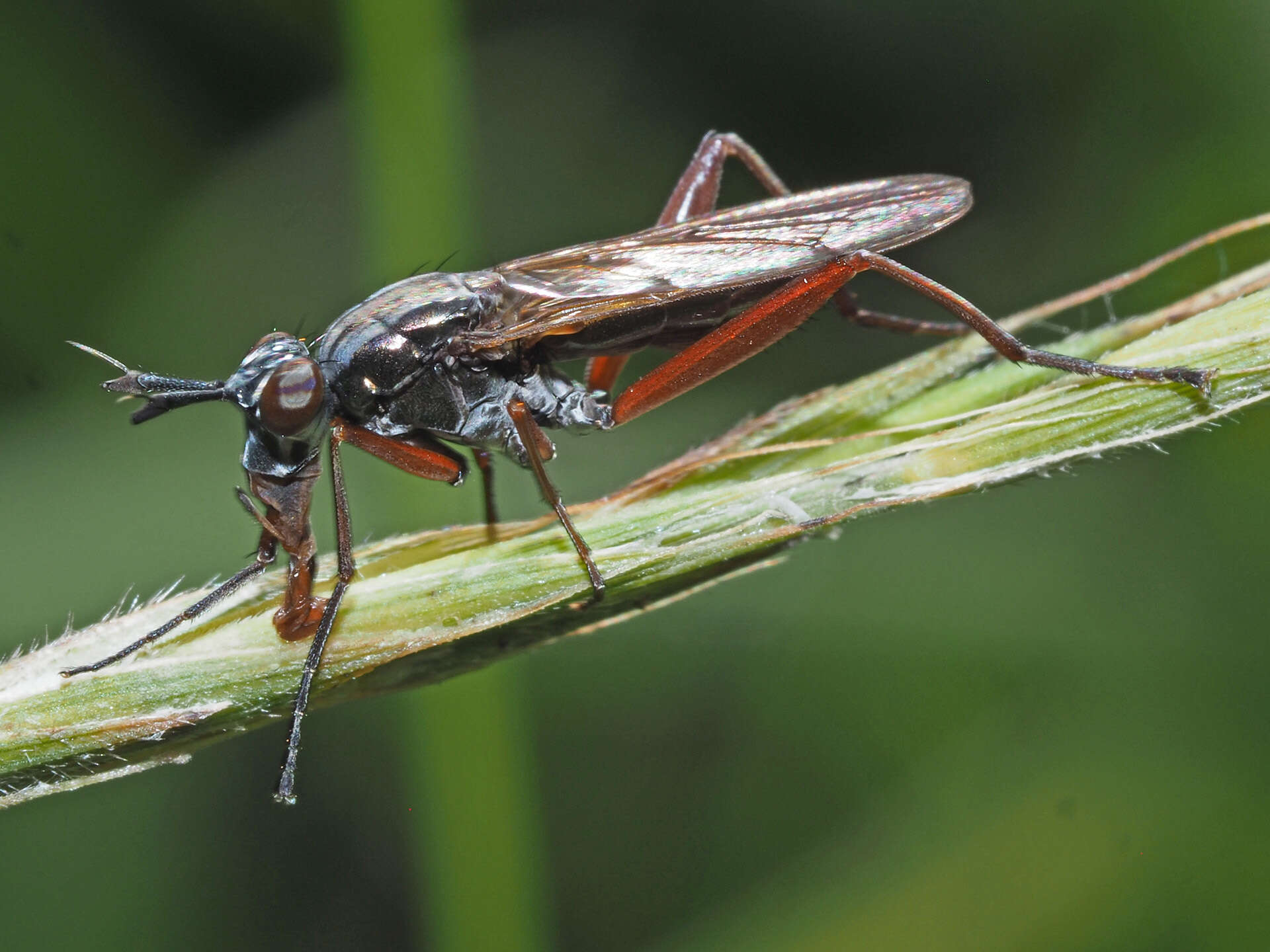 Imagem de Sepedon sphegea (Fabricius 1775)