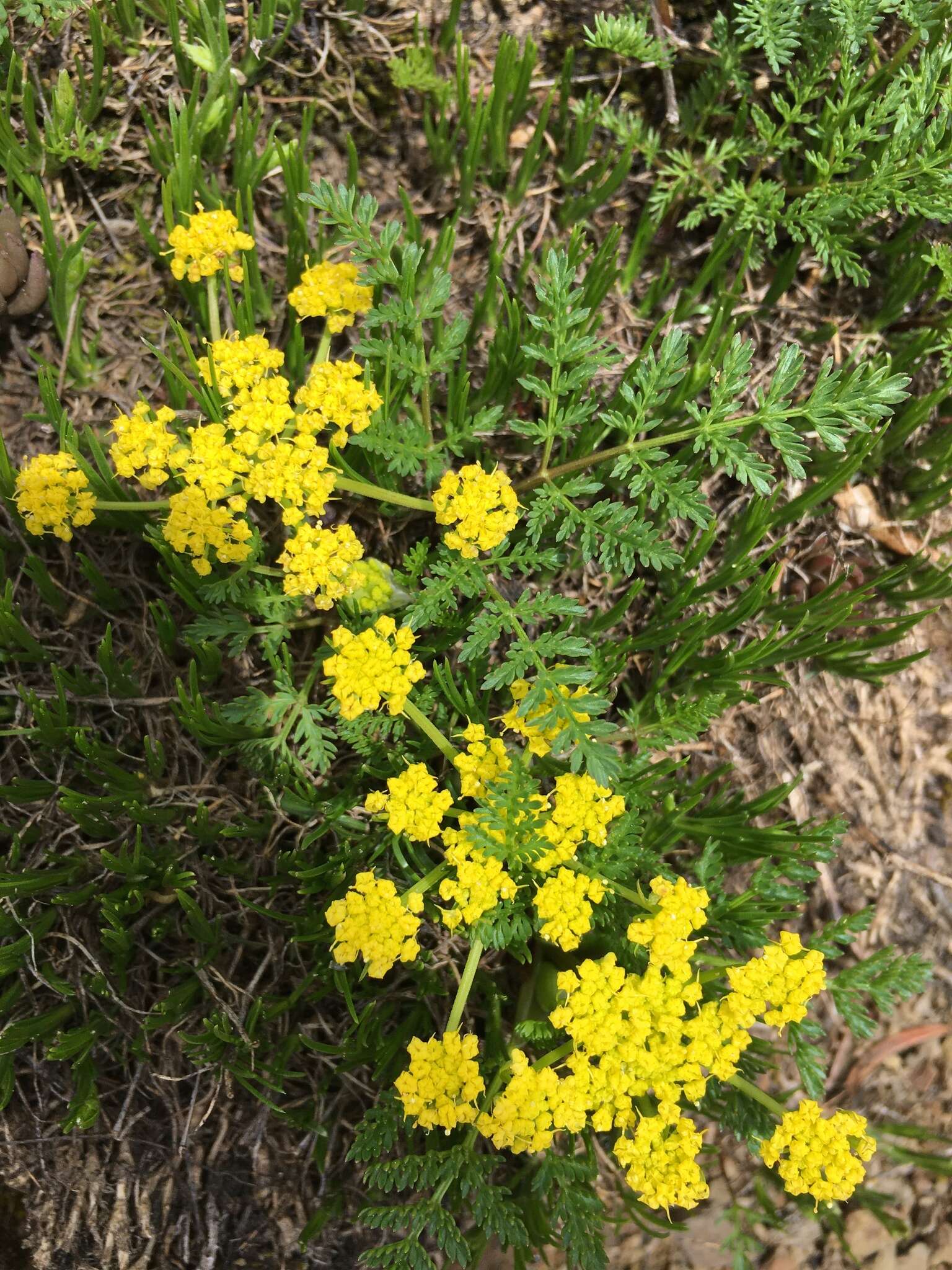 Imagem de Lomatium sandbergii (Coult. & Rose) Coult. & Rose