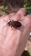 Image of Carabus (Macrothorax) rugosus celtibericus Germar 1824