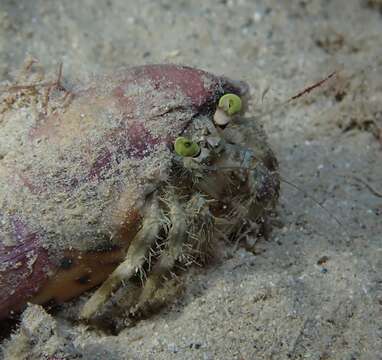 Image of pale anemone hermit crab