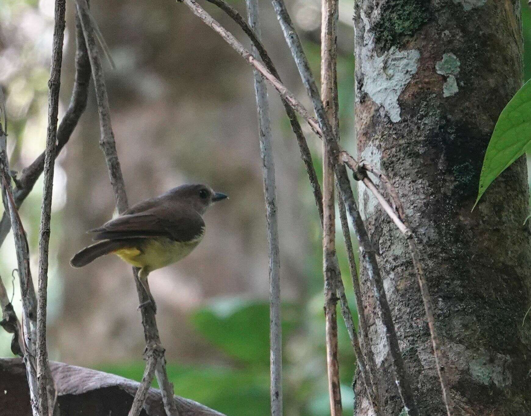 Image of Sulphur-bellied Whistler