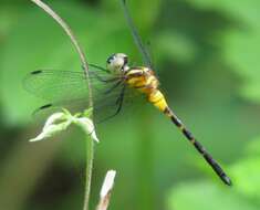 Image de Epithemis mariae (Laidlaw 1915)