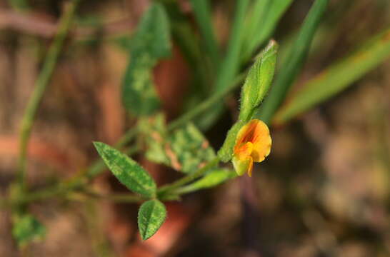 Image of Zornia gibbosa Span.