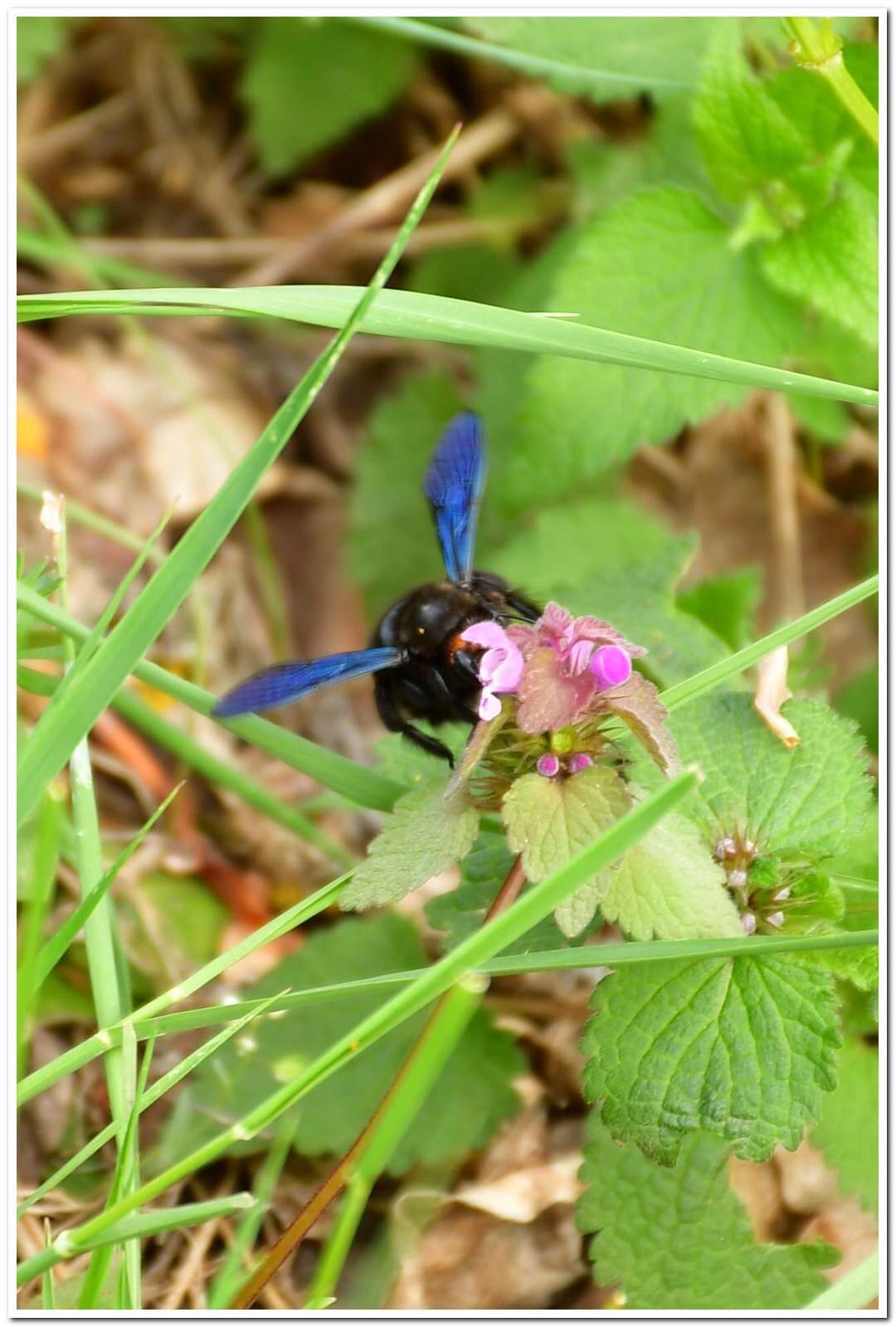 Plancia ëd Xylocopa valga Gerstäcker 1872