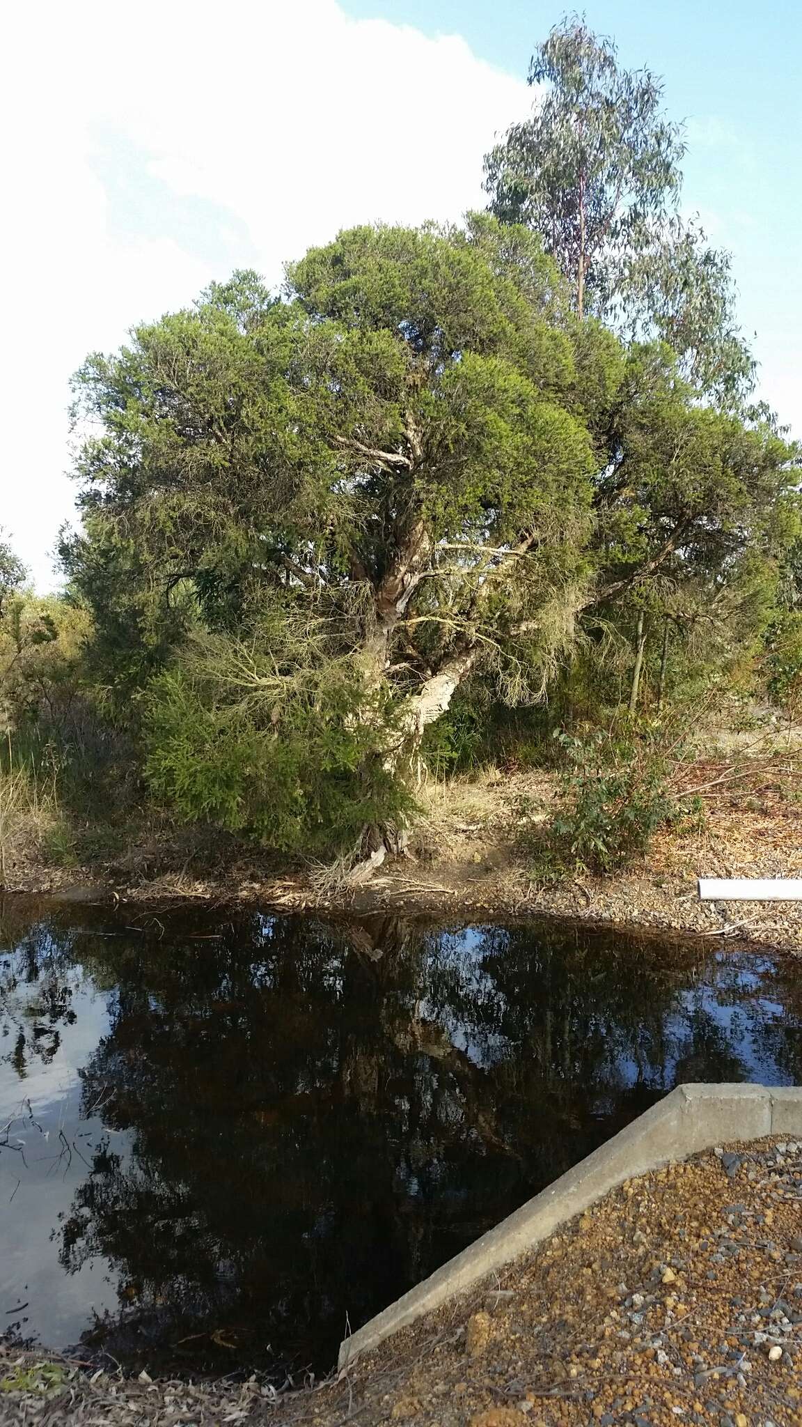 Imagem de Melaleuca preissiana Schau.