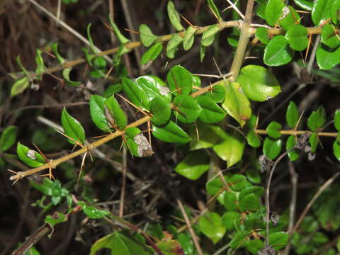 Plancia ëd Rhaphithamnus spinosus (Juss.) Moldenke