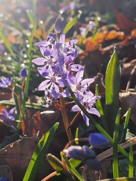 Image of Scilla vindobonensis Speta