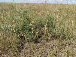 Image of narrowleaf milkvetch