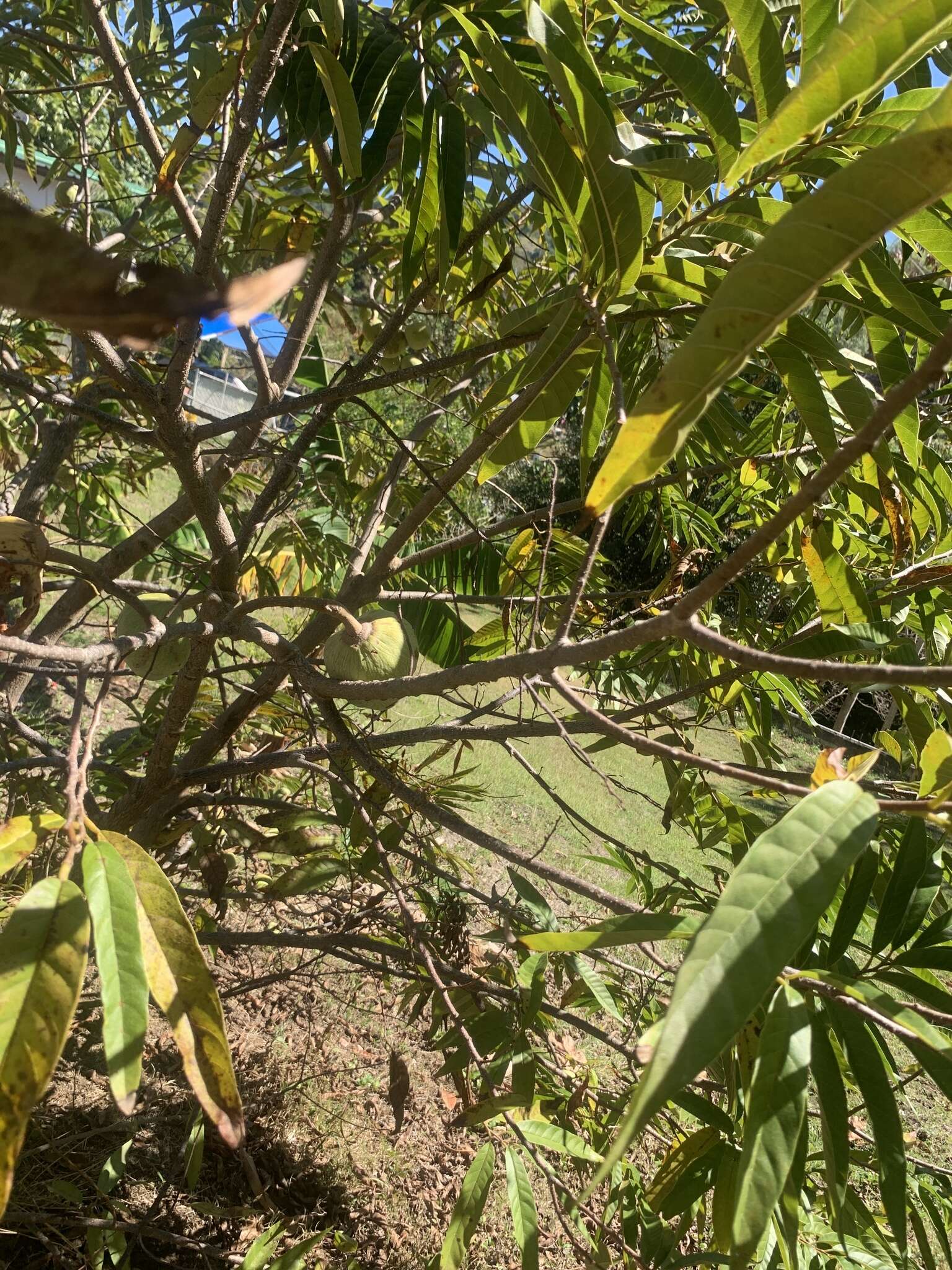 Imagem de Annona reticulata L.