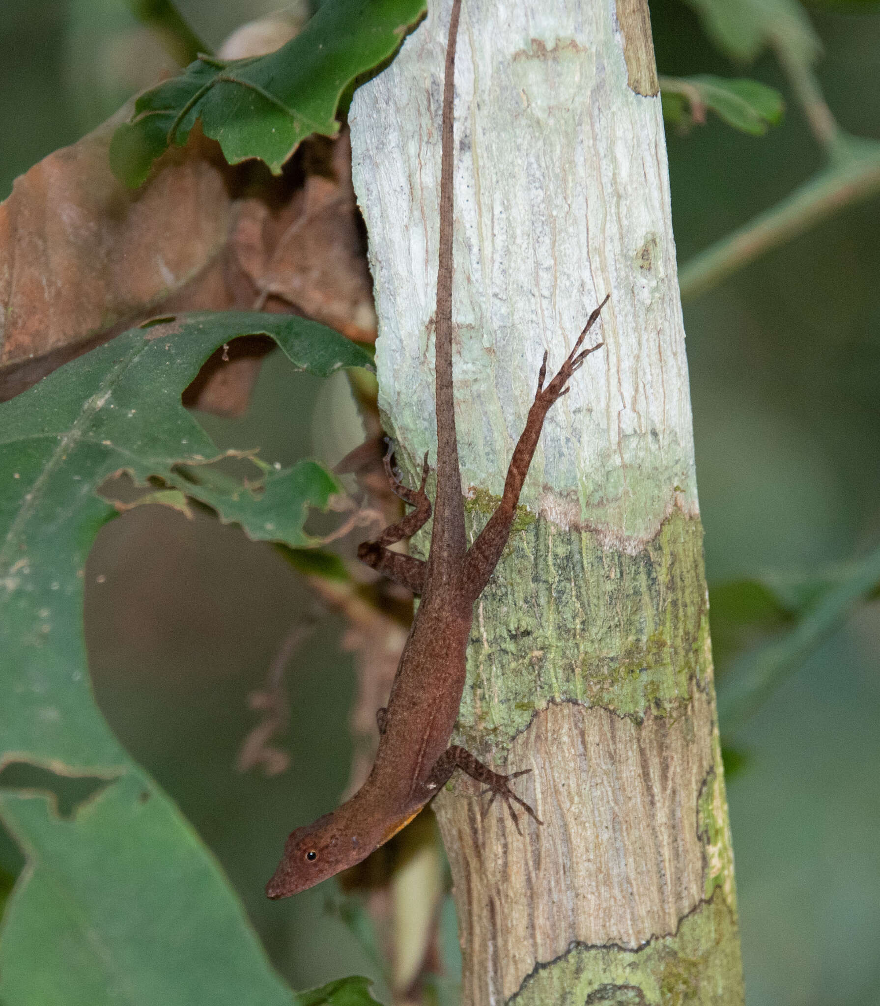 Image of Anolis osa Köhler, Dehling & Köhler 2010