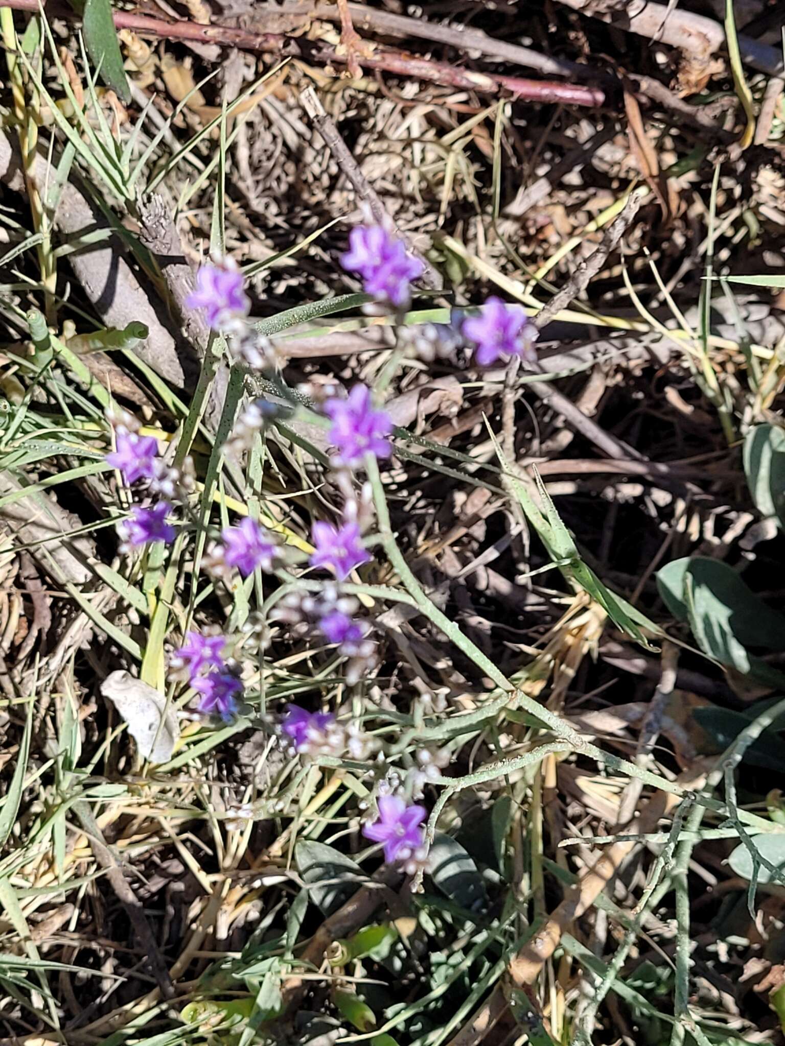 Image of Algerian sea lavender