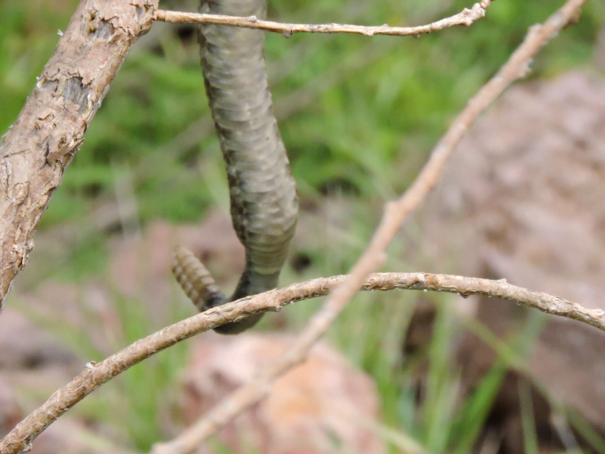 Image of Blacktail Rattlesnake