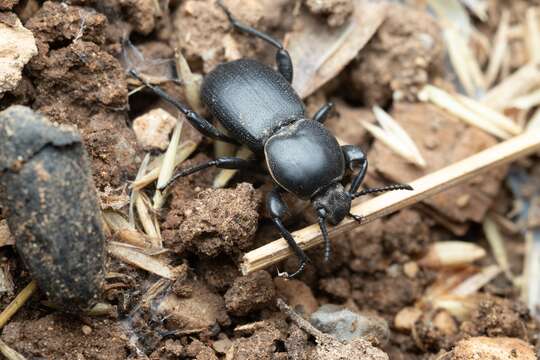 Слика од <i>Scaurus atratus</i>