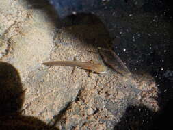 Image of Redbelly Newt