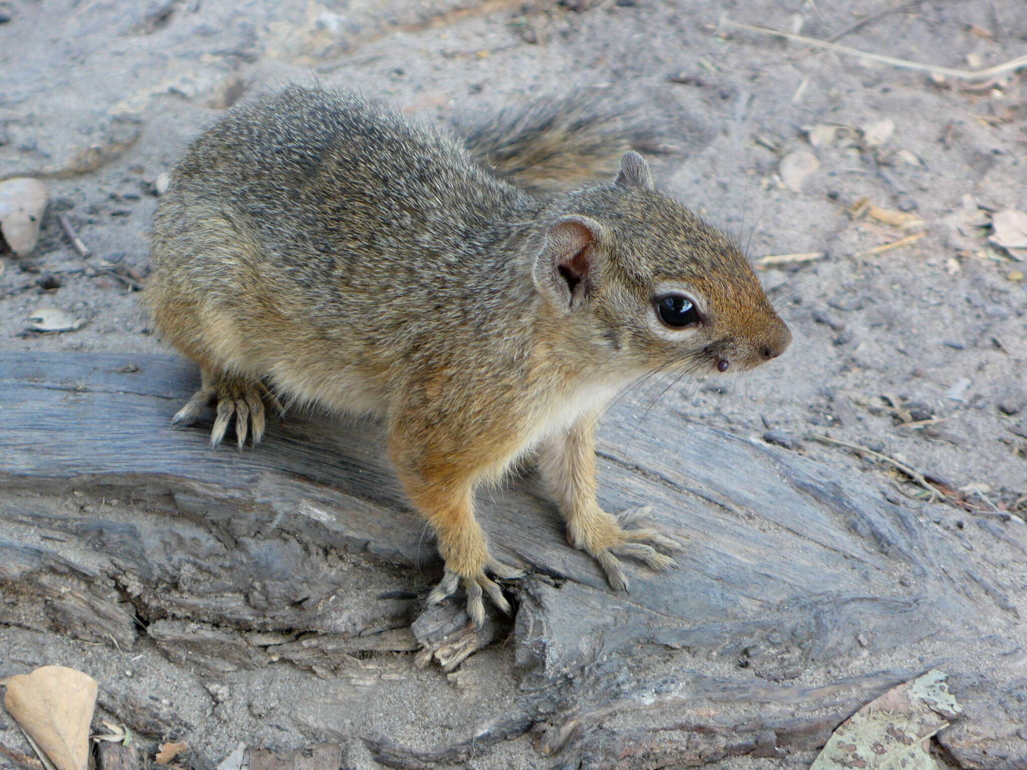 Image of Smith's Bush Squirrel