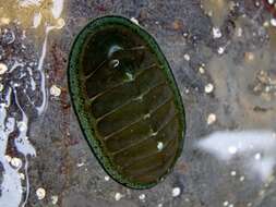 Sivun Chiton glaucus Gray 1828 kuva