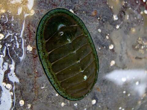 Image of blue green chiton