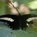 Image of Papilio oenomaus Godart 1819