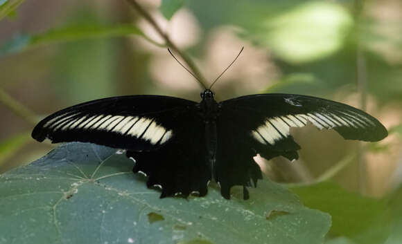 Image of Papilio oenomaus Godart 1819