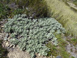 Image of white mountain daisy