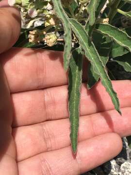 Image of Emory's milkweed