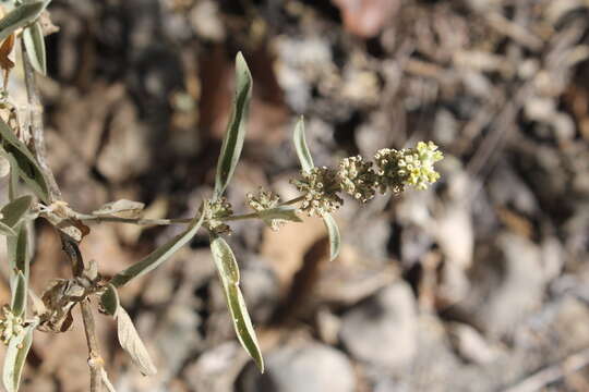 صورة Buddleja sessiliflora Kunth