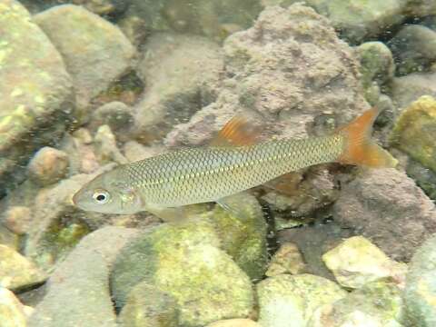 Image of Redspot chub