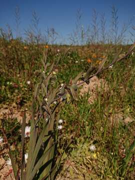 Image of Orchid-flowered Gladiolus