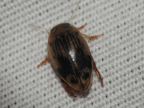 Laccophilus quadrilineatus quadrilineatus Horn 1871 resmi