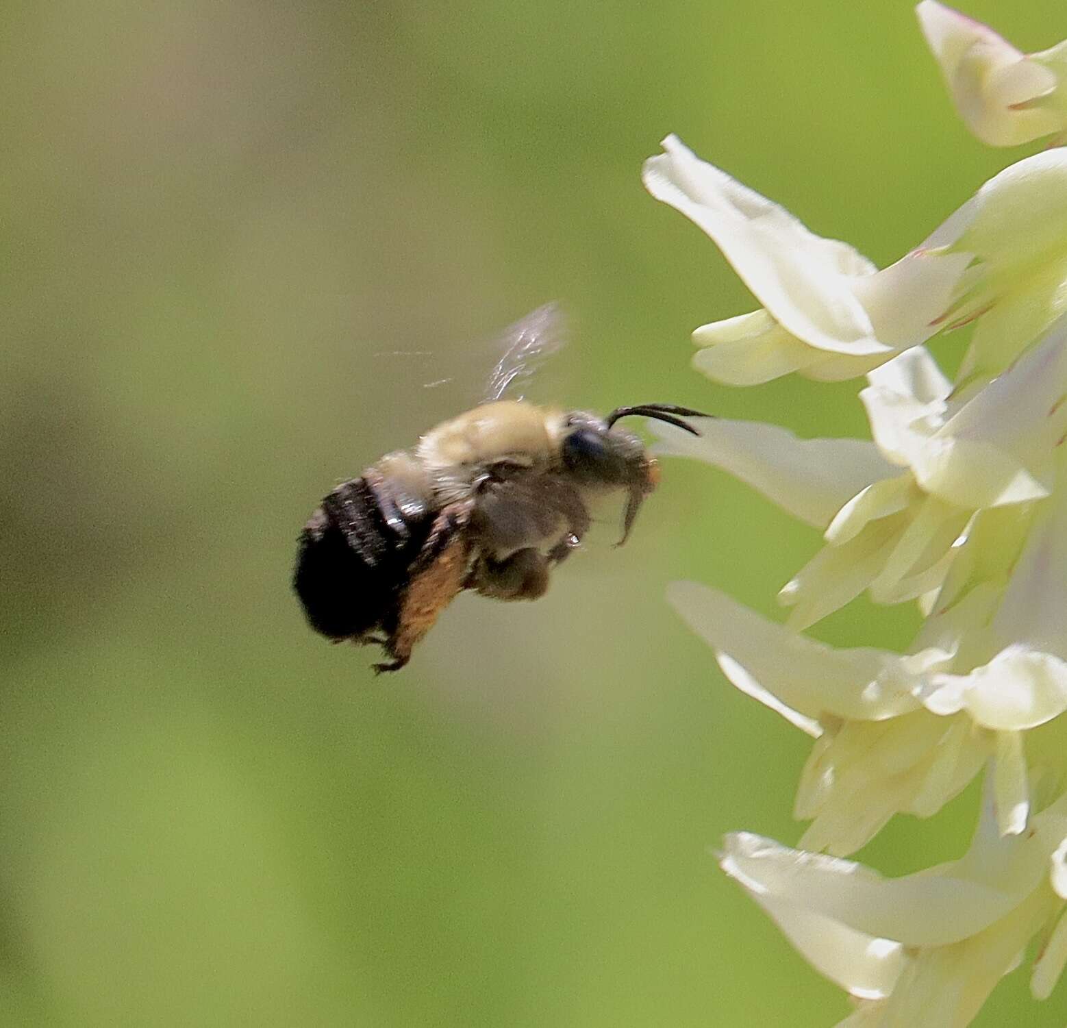 Image of Eucera frater albopilosa (Fowler 1899)