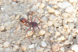 Image of Myrmecia nigriscapa Roger 1861