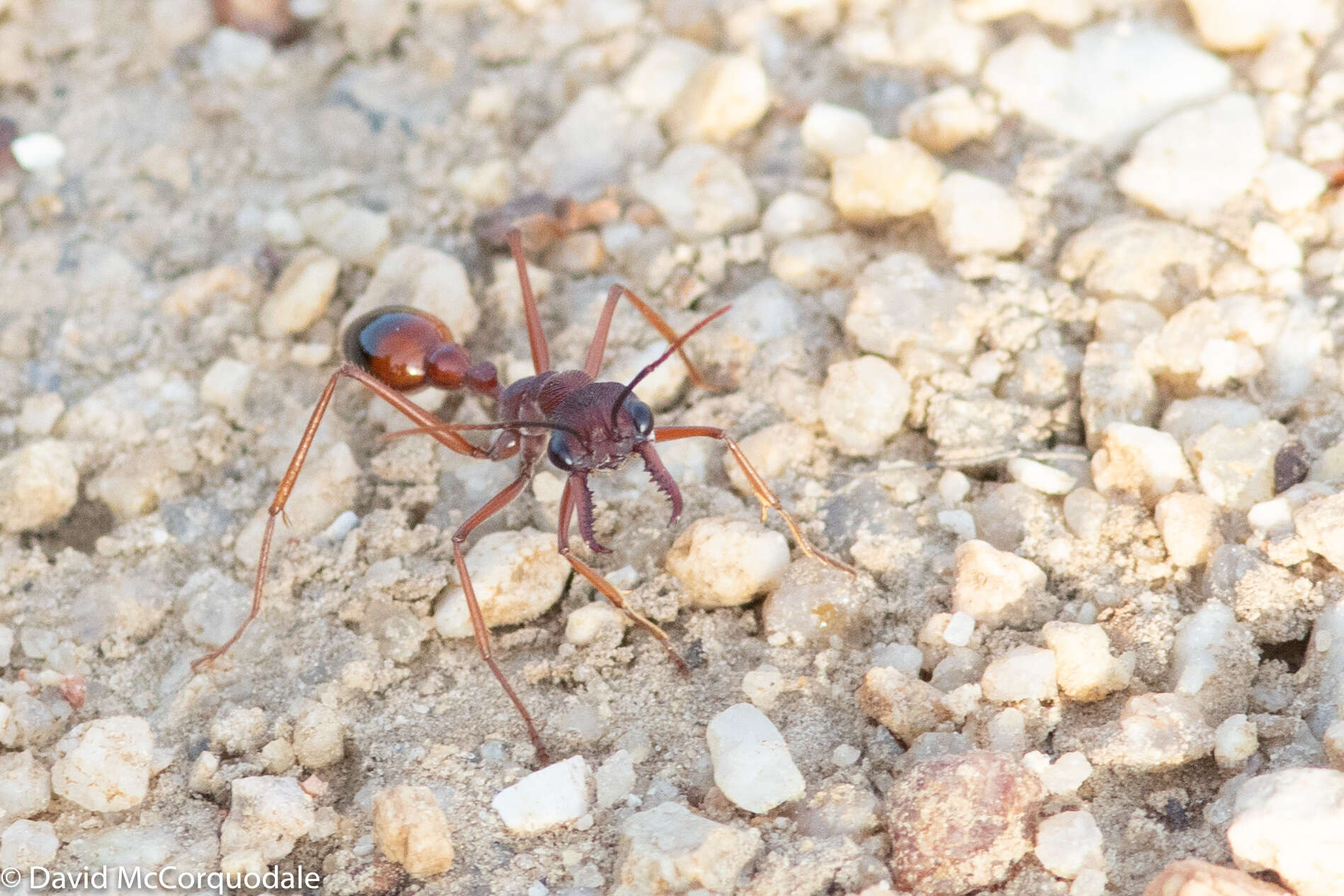 Image of Myrmecia nigriscapa Roger 1861