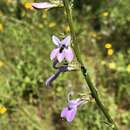 Lobelia glandulosa Walter resmi