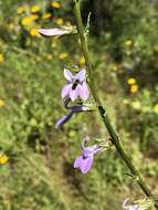 Image de Lobelia glandulosa Walter