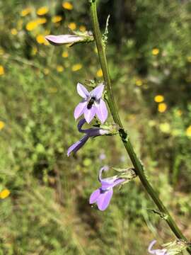 Plancia ëd Lobelia glandulosa Walter